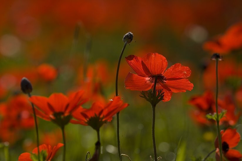 Red Anemones